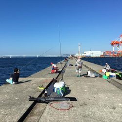 ハマチ・サゴシ